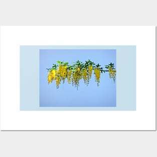 Laburnum Branch Posters and Art